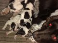 VERY BEAUTIFUL SPRINGER SPANIEL DOGS  FOR SALE, AED 12,900.00