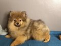 FOR SALE VERY NICE AND OLAYFUL POMERANIAN DOG, AED 7,900.00