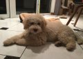 16 week Lagotto, hypoallergenic, beautiful, AED 18,000.00