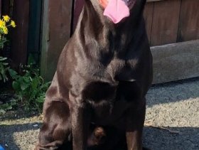 For sale  Chocolate Labrador