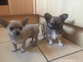 Stunning Litter Of Teacup Chihuahuas, AED6400