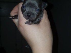 T-cup Boyblack Tri Boy chihuahua