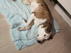 Dog for adoption