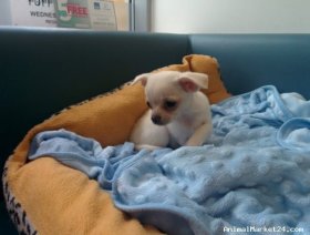 Outstanding puppy
