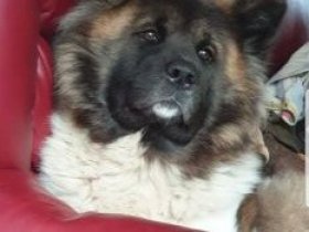 American Akita dog for sale