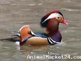 Waterfowl