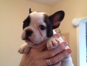 Lovely Puppy Girl For New Home