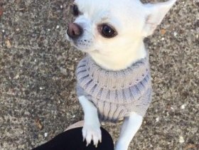very beautiful  chihuahua dogs for sale