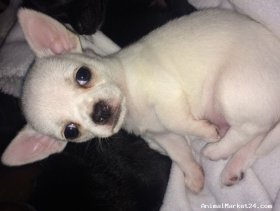 Gorgeous Apple Dome Head Chihuahua