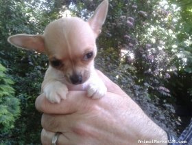 For sale Chewey - Smooth Coat