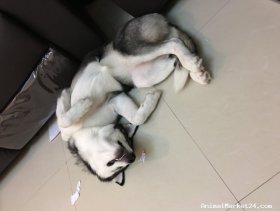 Beautiful female husky