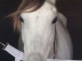 Fantastic Arabian Bloodlines