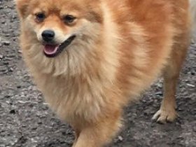 pomeranian dogs for sale