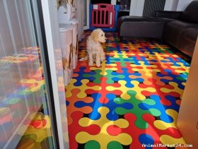 Goldendoodle dog for sale