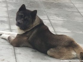 For sale  Beautiful Akita