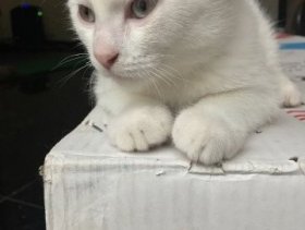 3 Scottish Fold Kittens Available Immediately