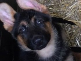 German Shepherd pups