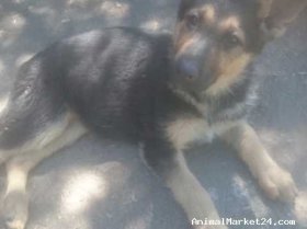 German Shepherd 16 Months Old For Sale