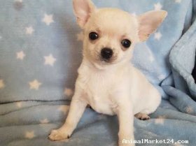 Pedigree puppy
