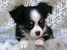 Outstanding puppy