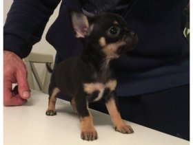 For sale  Ready-show Quality Kc Chihuahua Pups