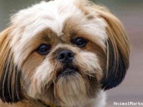 looking for small dog breed