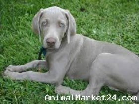 Full Pedigree Girl Weimaraner