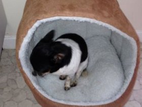 For sale,stunning Chihuahua Pups For A Loving Home