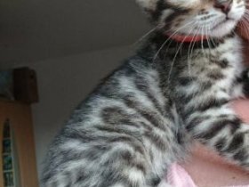 Bengal Rosetted Kittens Available