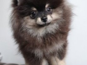 Fo sale pomerian Beautiful Black And Tan Boy