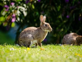 Charming mixed breed rabbit for sale