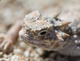 Healthy lizard for sale, Dubai