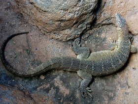 Lovely lizard for sale in Abu Dhabi