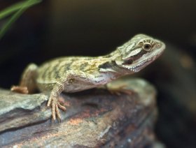 Healthy reptile ready for a new home