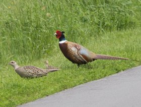 Pheasants available in Al Ain